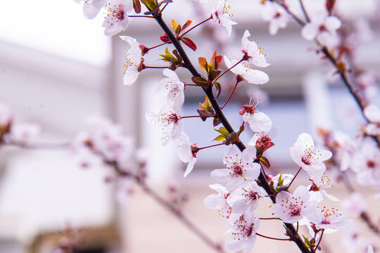 雨后樱花