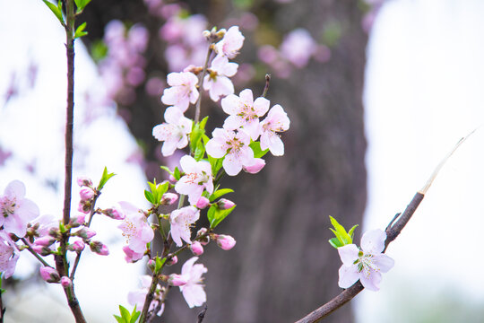 桃花