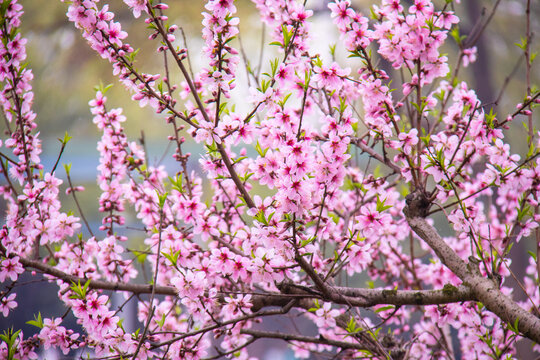 桃花