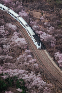 居庸关花海