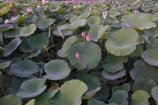 荷花池塘