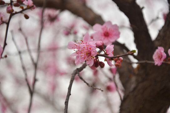 梅花开