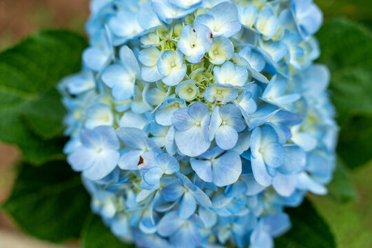 蓝色绣球花特写镜头