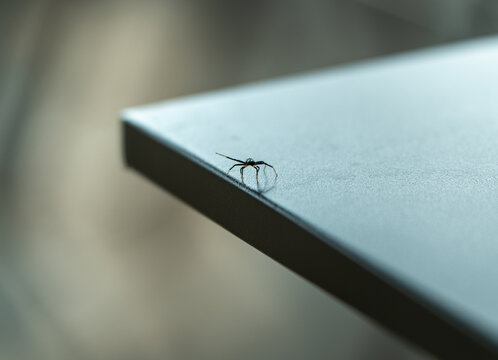 桌上行走的小蜘蛛