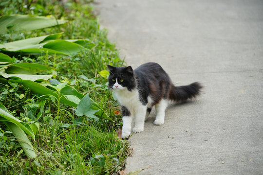 村寨里悠闲的猫咪