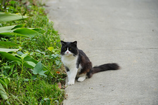 村寨里悠闲的猫咪