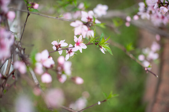 桃花