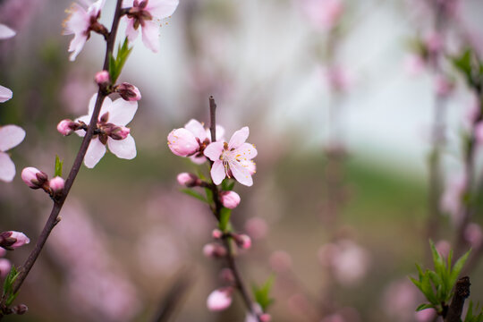 桃花