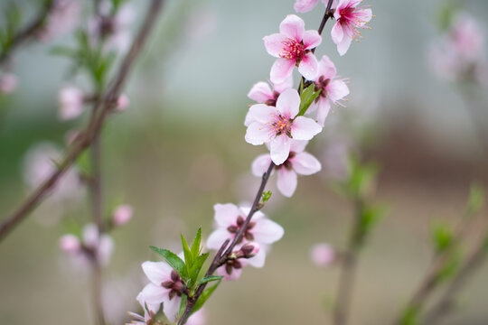 桃花