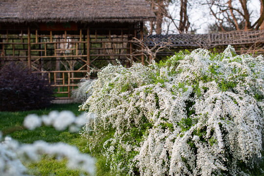 雪柳