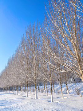 雪景