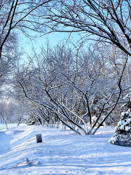 雪景