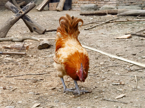 生态土鸡