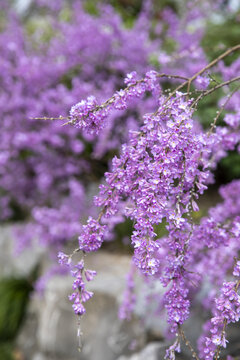 野生芫花