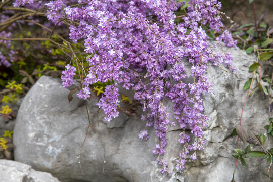 南芜花