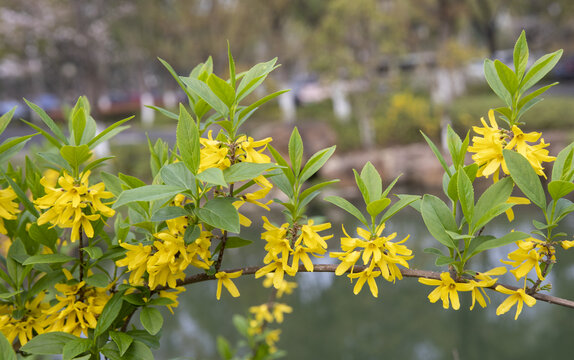 迎春花