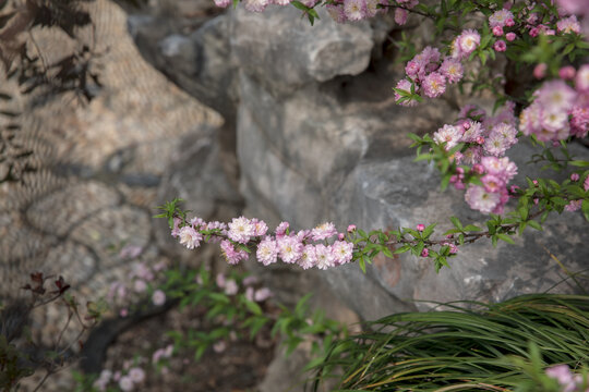 粉花麦李