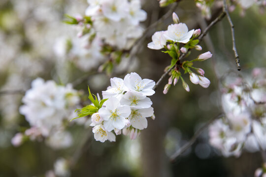 樱花树