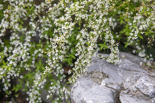 喷雪花