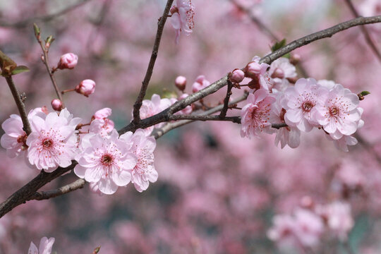 桃花