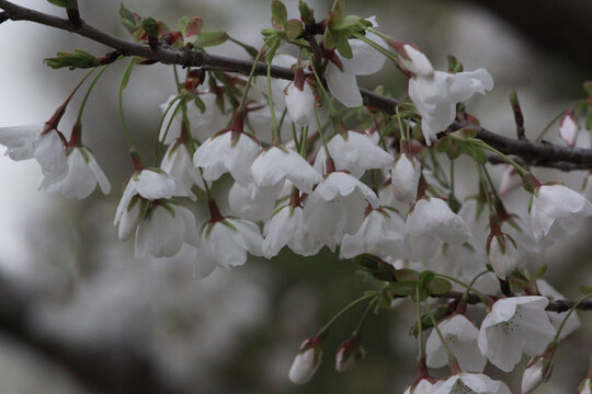 樱花