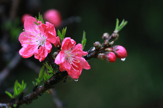 碧桃花