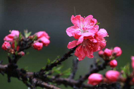 碧桃花