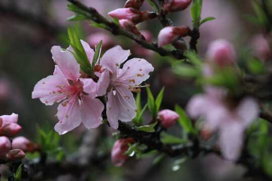 桃花