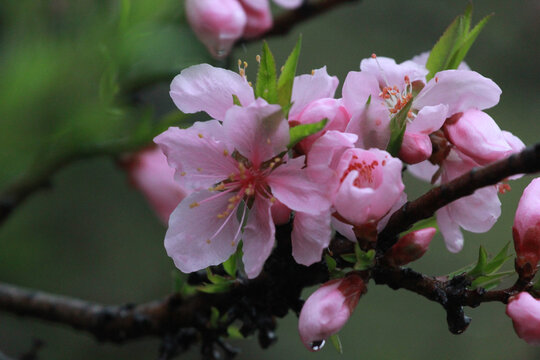 桃花