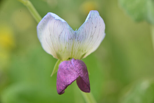 豌豆花