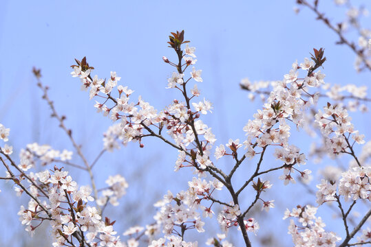 红叶李