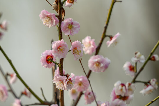 白梅花梅花春天花开梅花特写