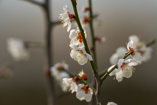 白梅花梅花春天花开梅花特写