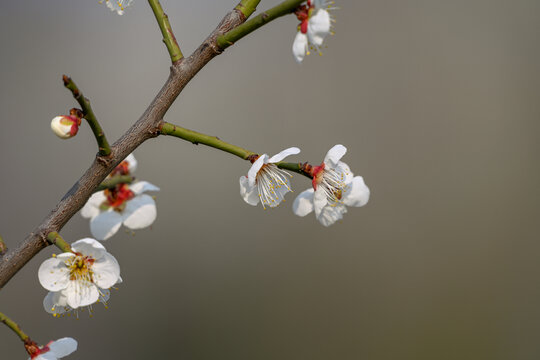 白梅花梅花春天花开梅花特写