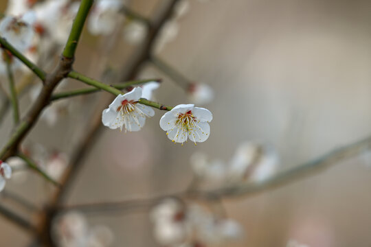 白梅花梅花春天花开梅花特写