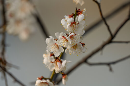 白梅花梅花春天花开梅花特写