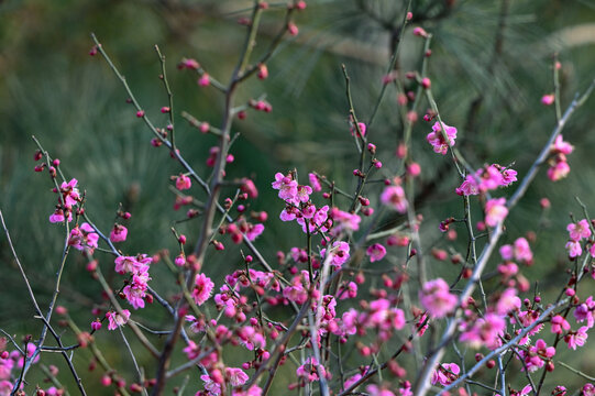 红梅花红梅花开春天梅花盛开