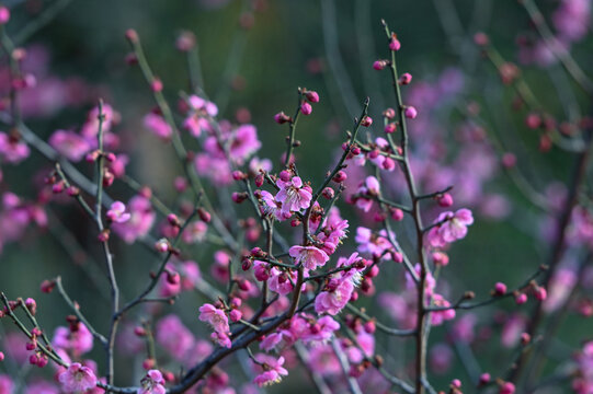 红梅花红梅花开春天梅花盛开