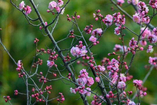 红梅花红梅花开春天梅花盛开