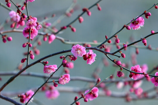 红梅花红梅花开春天梅花盛开