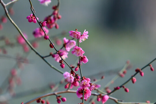 红梅花红梅花开春天梅花盛开