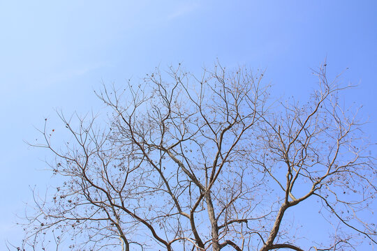 蓝天枯树