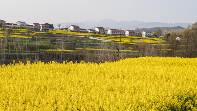 航拍汉中市洋县油菜花田