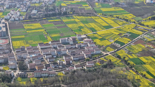 航拍汉中市洋县油菜花田