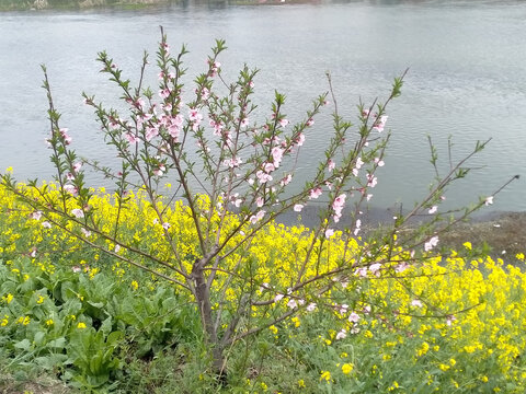 小桃树开花