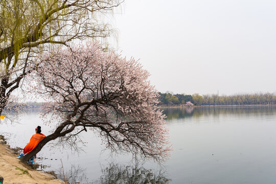 公园中的柳绿花中美景