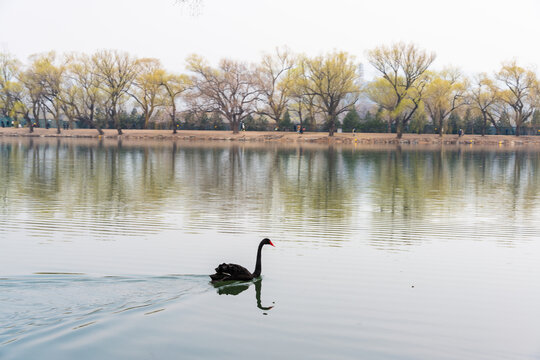 春天来了黑天鹅在湖中游玩