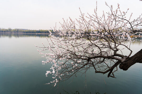 春天湖面的桃树花开满枝头