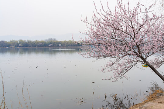 花开迎春逛公园赏美景