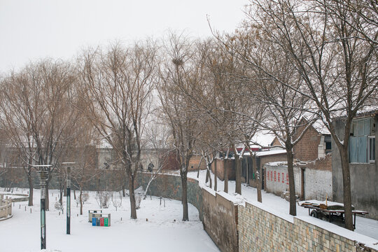 雪中的树